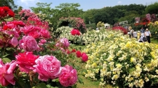 cong vien hoa hong rose park